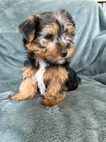 Gavin, a male Yorkshire Terrier for sale in Irvington, KY – Photo 9 of 10