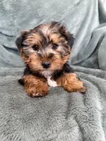 Gavin, a male Yorkshire Terrier for sale in Irvington, KY – Photo 10 of 10