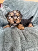 Gavin, a male Yorkshire Terrier for sale in Irvington, KY – Photo 2 of 10