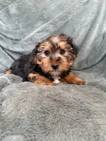 Gavin, a male Yorkshire Terrier for sale in Irvington, KY – Photo 4 of 10