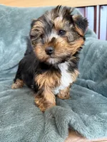 Gavin, a male Yorkshire Terrier for sale in Irvington, KY – Photo 3 of 10
