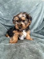 Gavin, a male Yorkshire Terrier for sale in Irvington, KY – Photo 7 of 10