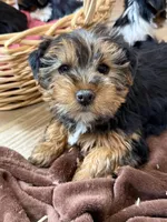 Gavin, a male Yorkshire Terrier for sale in Irvington, KY – Photo 5 of 10