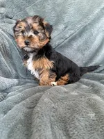 Gavin, a male Yorkshire Terrier for sale in Irvington, KY – Photo 6 of 10