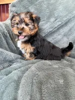 Gavin, a male Yorkshire Terrier for sale in Irvington, KY – Photo 8 of 10