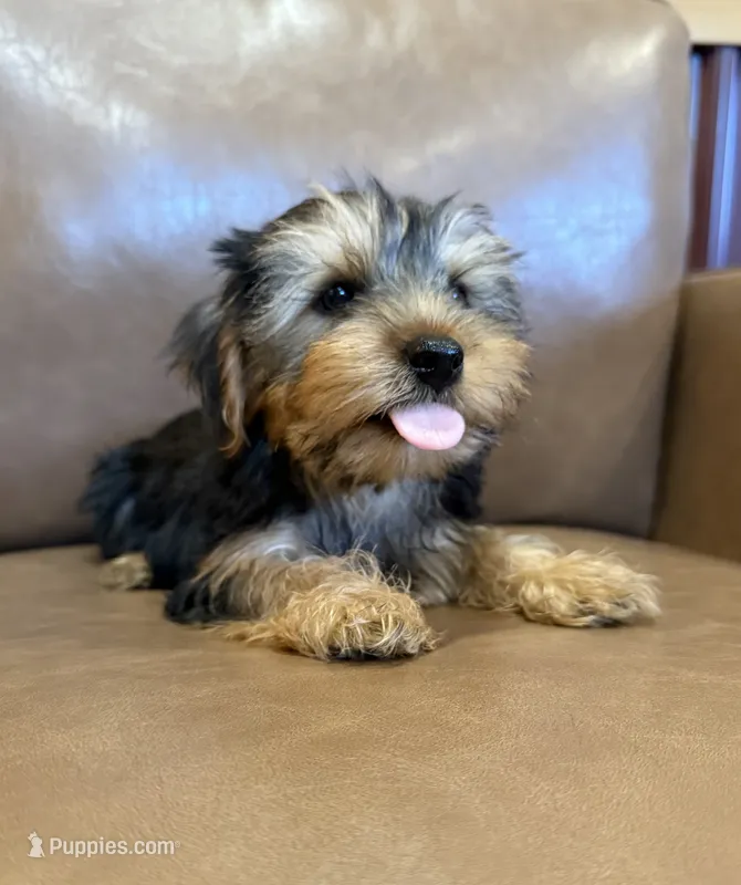 Apollo – Yorkshire Terrier puppy for sale in Irvington, KY