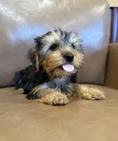 Apollo, a male Yorkshire Terrier for sale in Irvington, KY – 1 of 10