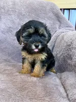 Pixie, a female Yorkipoo for sale in Irvington, KY – 6 of 10