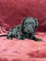 Pearl, a female Yorkipoo for sale in Irvington, KY – 2 of 10