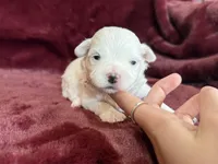 Hannah, a female Maltese for sale in Irvington, KY – Photo 3 of 6