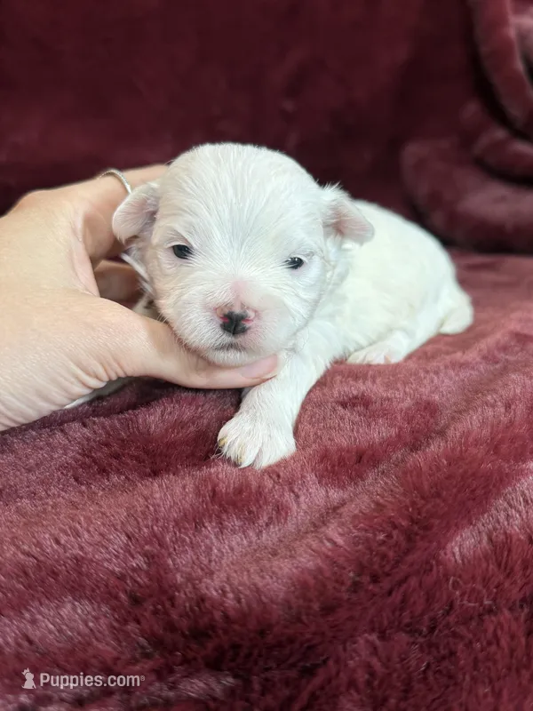 Hannah – Maltese puppy for sale in Irvington, KY