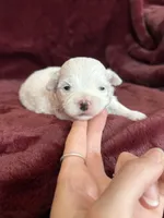 Hannah, a female Maltese for sale in Irvington, KY – Photo 2 of 6