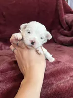 Hannah, a female Maltese for sale in Irvington, KY – Photo 4 of 6