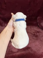 Hannah, a female Maltese for sale in Irvington, KY – Photo 5 of 6