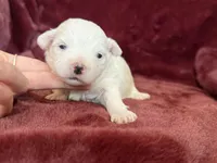 Hannah, a female Maltese for sale in Irvington, KY – Photo 6 of 6