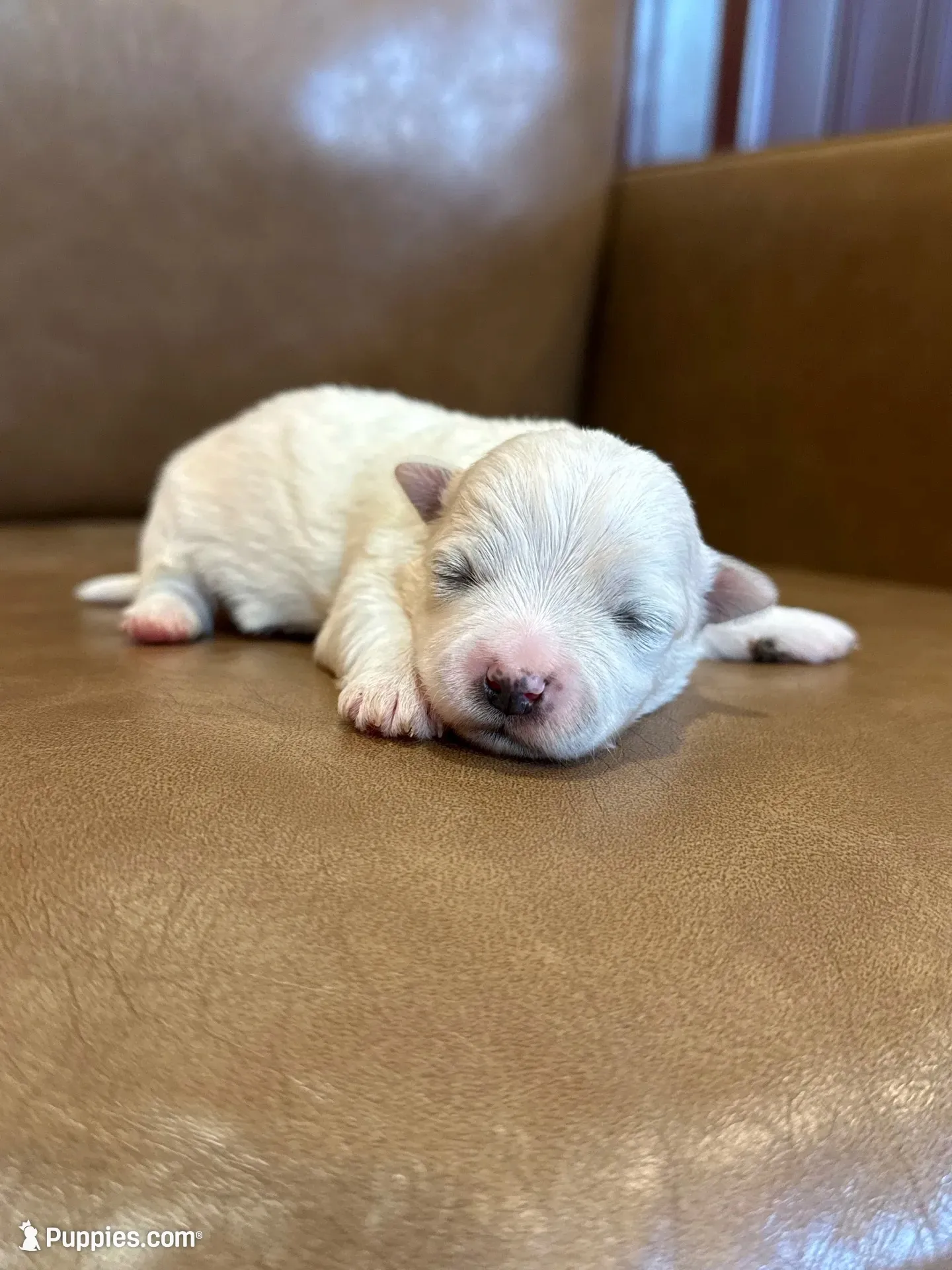 Kole, a male Maltese for sale in Irvington, KY – 1 of 6