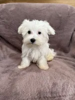 Hannah, a female Maltese for sale in Irvington, KY – 2 of 10