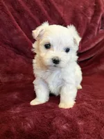 Hazel, a female Maltese for sale in Irvington, KY – 10 of 10