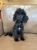 Bob, a male Poodle - Toy  for sale in Irvington, KY – 10 of 10