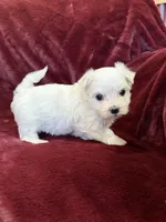 Hazel, a female Maltese for sale in Irvington, KY – 6 of 10