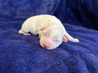 Sterling, a male Maltipoo for sale in Irvington, KY – 5 of 7