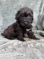 Black boy, a male Poodle - Toy  for sale in Irvington, KY – 10 of 10
