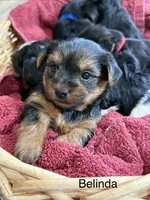 Belinda, a female Yorkshire Terrier for sale in Irvington, KY – 2 of 9