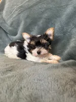 Yuri, a male Yorkshire Terrier for sale in Irvington, KY – 3 of 8