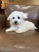 Hazel, a female Maltese for sale in Irvington, KY – 7 of 10