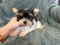 Yuri, a male Yorkshire Terrier for sale in Irvington, KY – 7 of 8