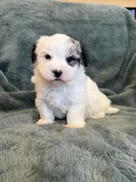 Fabian, a male Maltese and Yorkshire Terrier for sale in Irvington, KY – 3 of 10