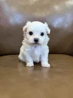Hughie, a male Maltese for sale in Irvington, KY – 2 of 8
