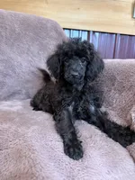 Friskie, a female Poodle - Toy  for sale in Irvington, KY – 7 of 10