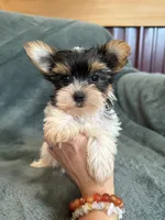Yuri, a male Yorkshire Terrier for sale in Irvington, KY – 5 of 8