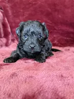 Pearl, a female Yorkipoo for sale in Irvington, KY – 3 of 10