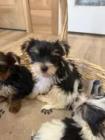 Yarrow, a male Yorkshire Terrier for sale in Irvington, KY – 4 of 6