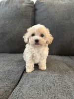 Dewdrop, a male Maltipoo for sale in Irvington, KY – 10 of 10
