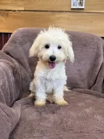 SALE!!! Hannah, a female Maltese for sale in Irvington, KY – 6 of 10