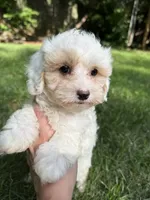 Juno, a male Maltipoo for sale in Irvington, KY – 10 of 10