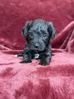 Paisley, a female Yorkipoo for sale in Irvington, KY – 1 of 8