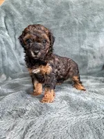Phantom boy, a male Poodle - Toy  for sale in Irvington, KY – 7 of 10