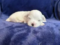 Harris, a male Maltese for sale in Irvington, KY – Photo 4 of 6