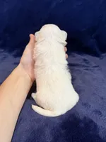 Harris, a male Maltese for sale in Irvington, KY – Photo 6 of 6