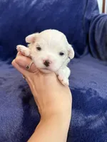 Harris, a male Maltese for sale in Irvington, KY – Photo 2 of 6