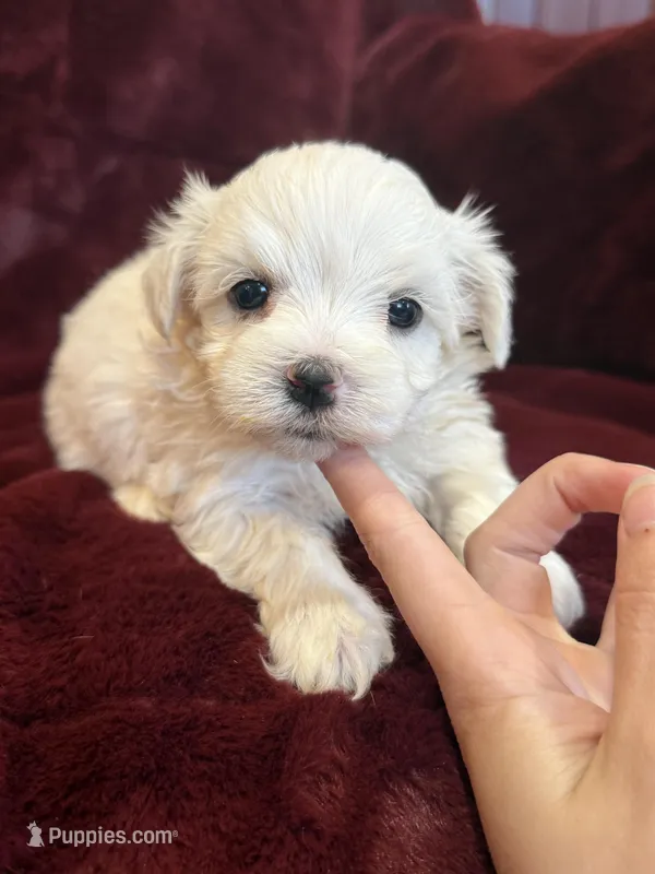 Harris – Maltese puppy for sale in Irvington, KY