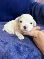 Harris, a male Maltese for sale in Irvington, KY – Photo 5 of 6