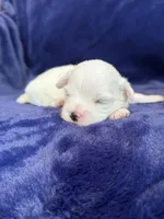 Harris, a male Maltese for sale in Irvington, KY – Photo 3 of 6