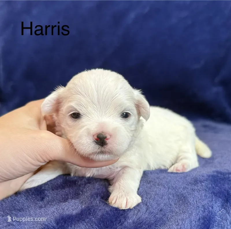 Harris – Maltese puppy for sale in Irvington, KY