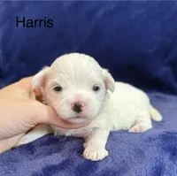 Harris, a male Maltese for sale in Irvington, KY – Photo 1 of 6