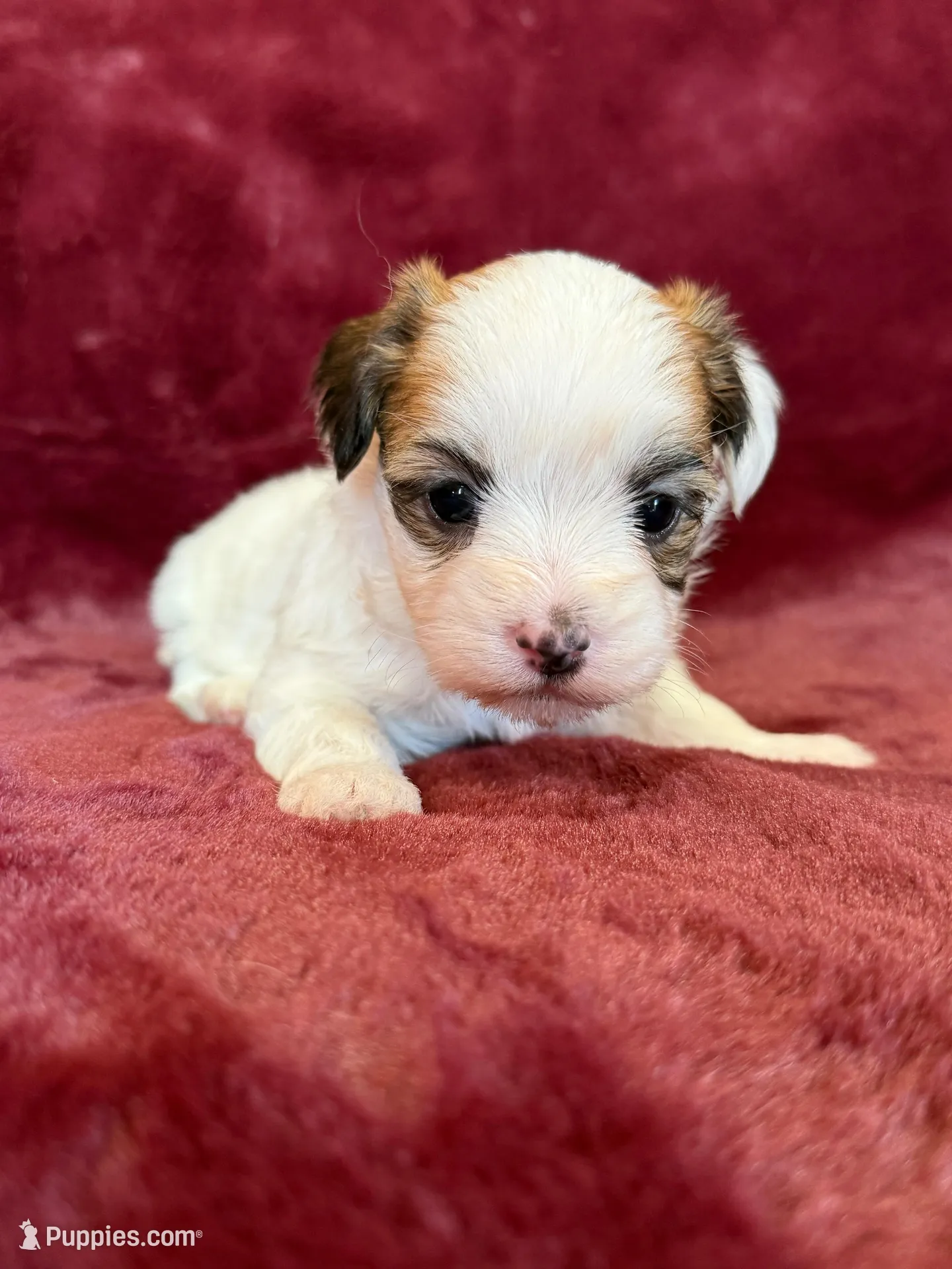 Cricket – Morkie puppy for sale in Irvington, KY